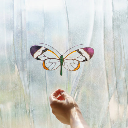 Glasswing butterfly suncatcher in a sunny window, daylight passing through its clear wings, hand below
