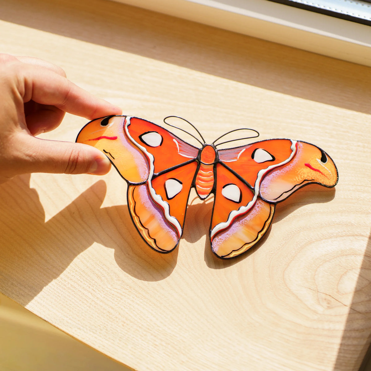 Atlas moth suncatcher on a sunny wooden windowsill, a hand holding its snake-head wingtip