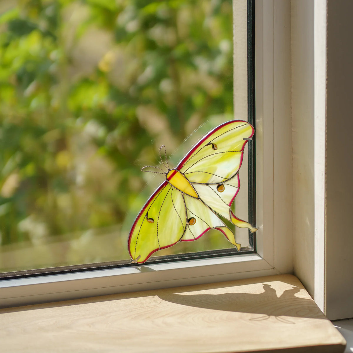 Luna moth with crimson-edged wings fitted into a window corner, its shadow falling across the sill
