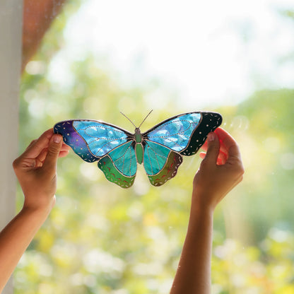 Backlit iridescent morpho variation raised to the window, blue wings edged in violet and green