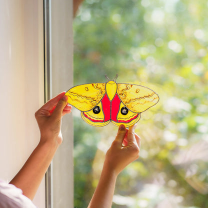 Two hands holding the io moth up to a bright window, speckled yellow forewings glowing in daylight