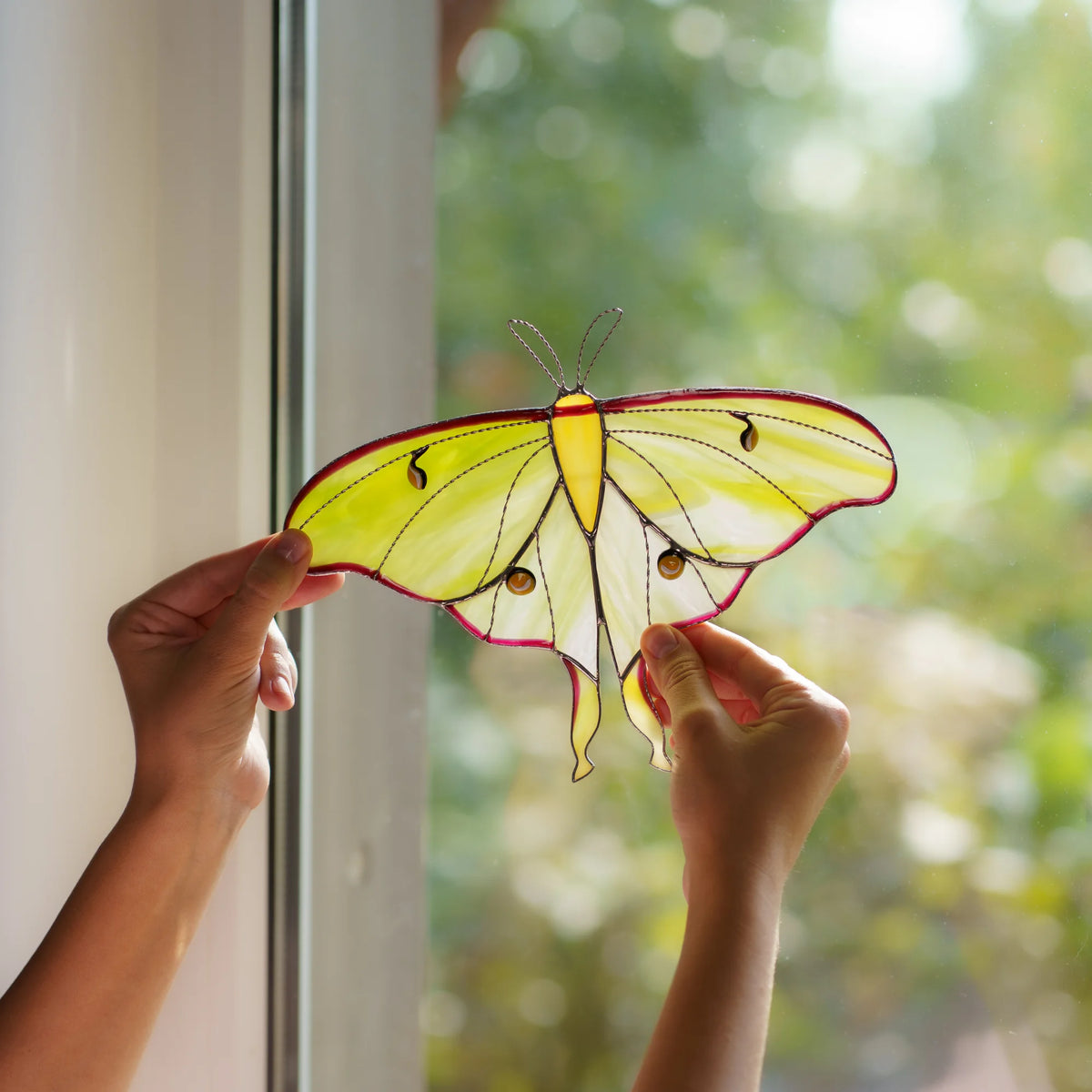 Two hands holding the pale green moth up to a window, wings glowing against a soft garden blur