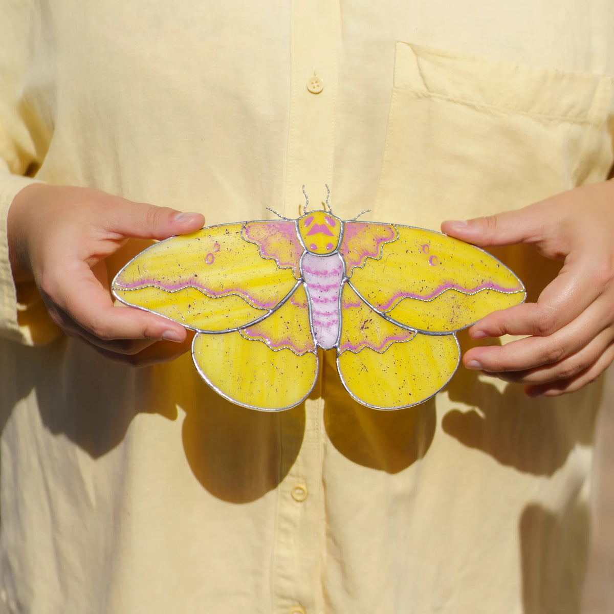 Person in a yellow shirt holding the glass moth with both hands to show its size and wingspan